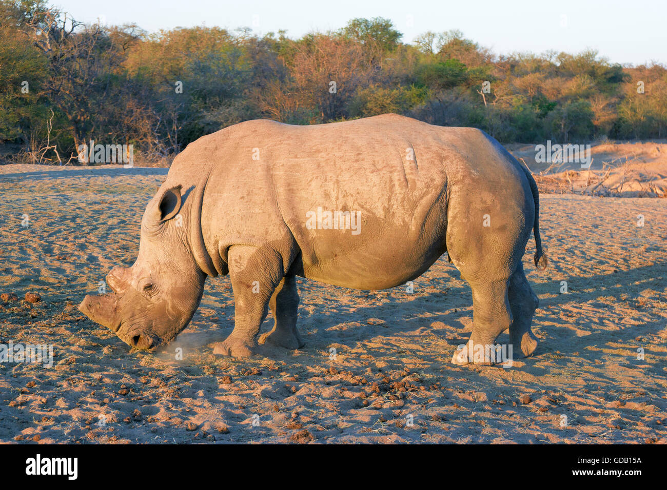 Vista laterale di un dehorned rhino. Dehorning dei rinoceronti è uno strumento per proteggere il rhino da caccia di frodo. Foto Stock