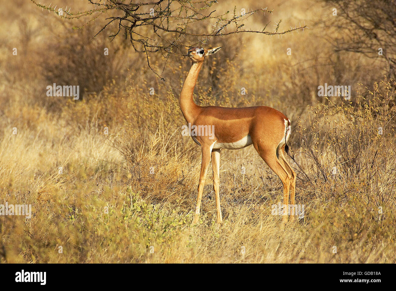 Gerenuk o Waller il gazelle, litocranius walleri, Femmina di mangiare le foglie, Samburu Parc in Kenya Foto Stock