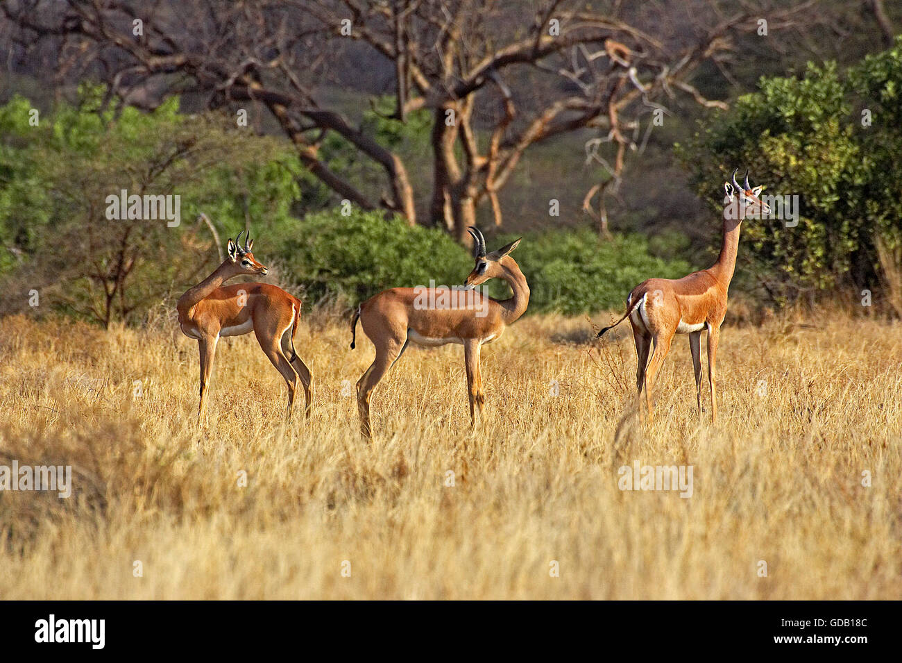 Gerenuk o Waller il gazelle, litocranius walleri, gruppo di maschi, Samburu Parc in Kenya Foto Stock