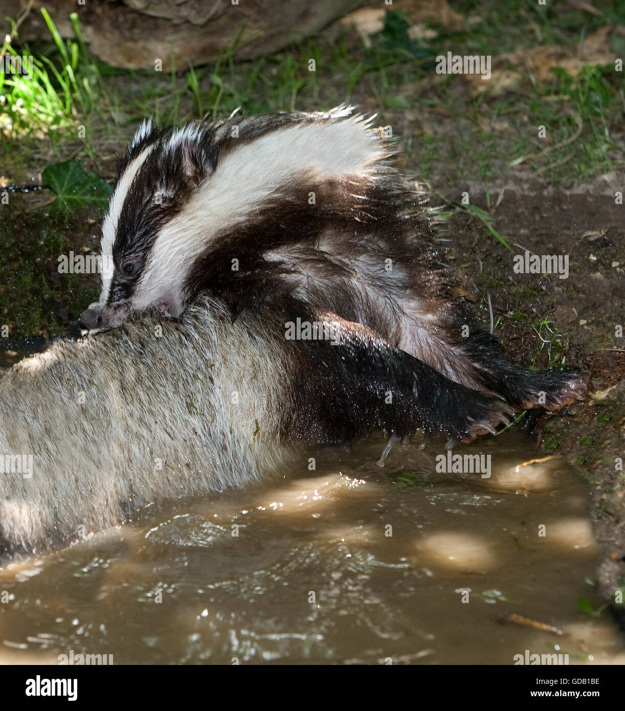 Unione Badger, Meles meles avente vasca, Normandia Foto Stock