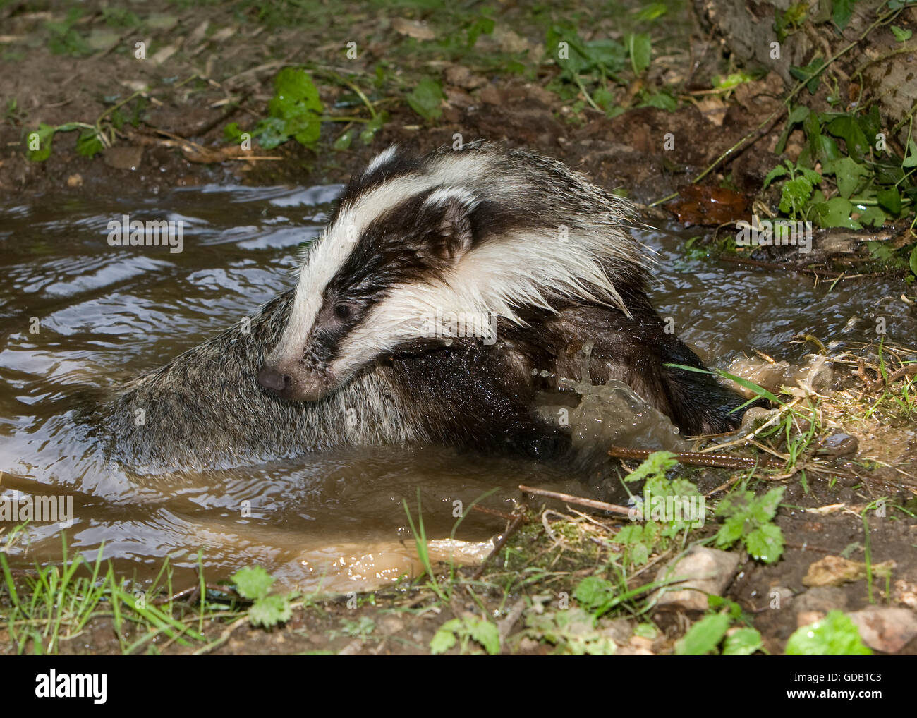 Unione Badger, Meles meles, avente vasca, Normandia Foto Stock