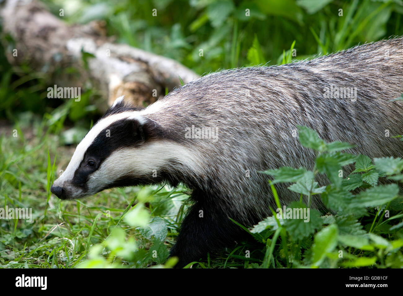 Unione Badger, Meles meles, Normandia Foto Stock