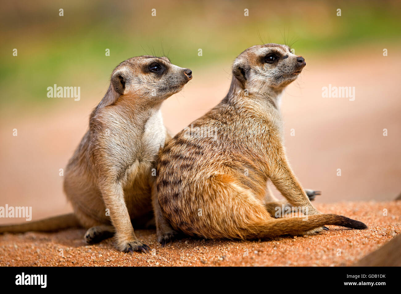 MEERKAT suricata suricatta IN NAMIBIA Foto Stock