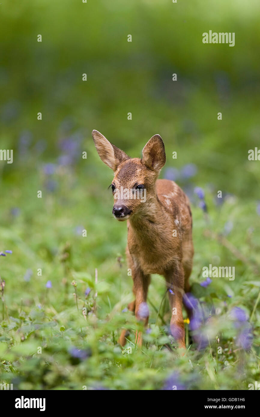 Il Capriolo Capreolus capreolus, fulvo con fiori, Normandia Foto Stock