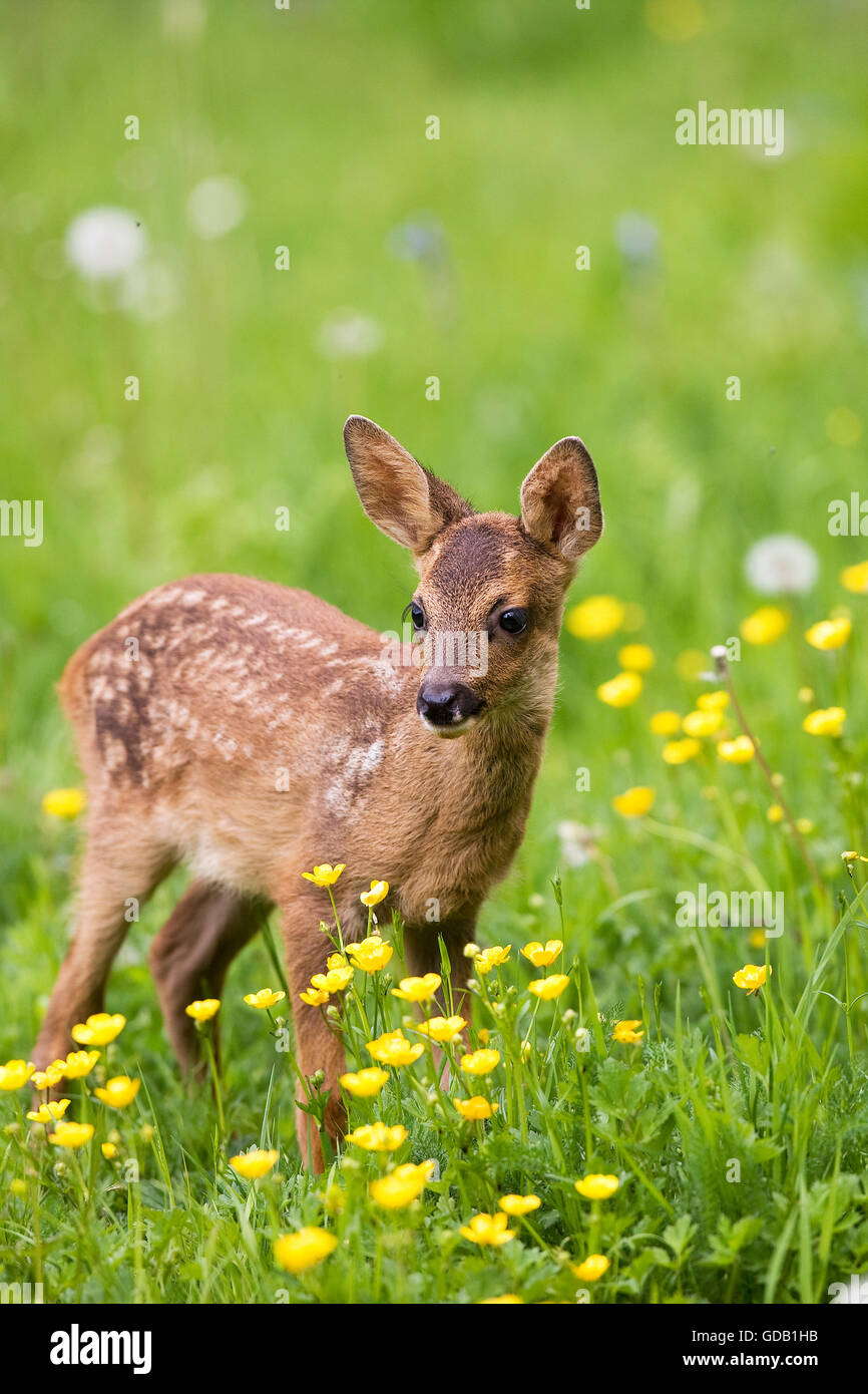 Il Capriolo Capreolus capreolus, Foan con fiori, Normandia Foto Stock
