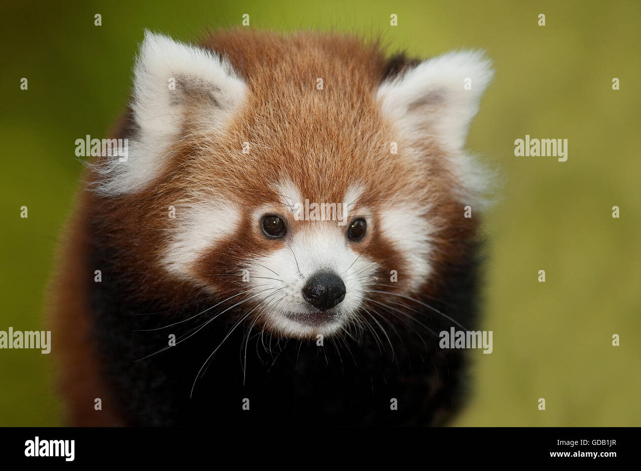 Panda rosso, Ailurus fulgens, Ritratto di adulto Foto Stock