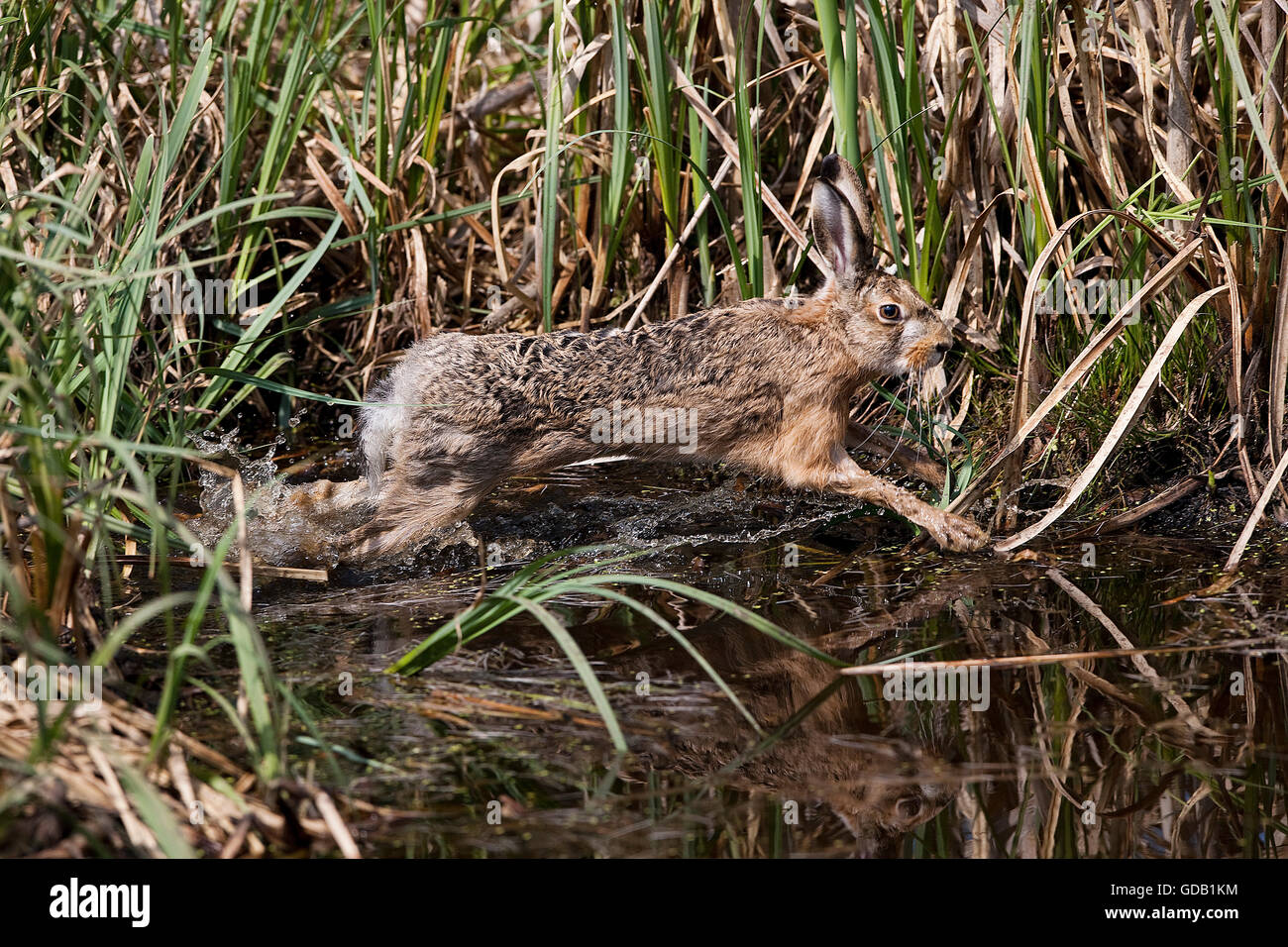 Unione Brown, lepre Lepus europaeus, adulti in esecuzione in prossimità di acqua, Normandia Foto Stock