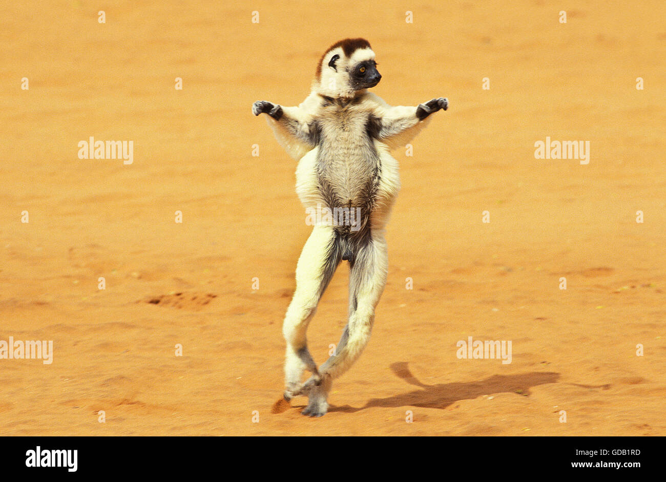 La Verreaux Sifaka, Propithecus verreauxi, salto maschio su terreno aperto, riserva Berent in Madagascar Foto Stock La Verreaux Sifaka, Propithecus verreauxi, salto maschio su terreno aperto, riserva Berent in Madagascar Foto Stock