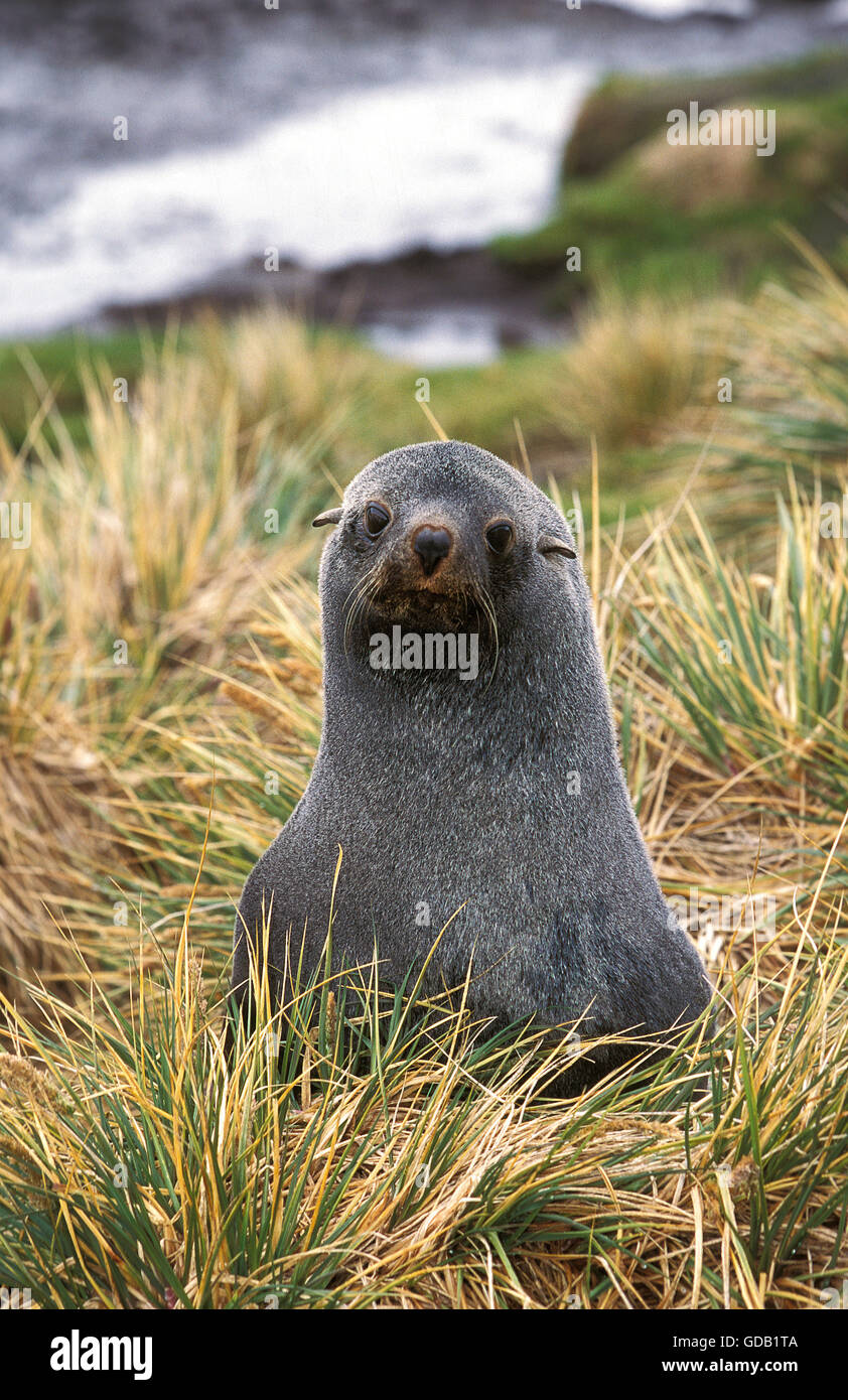 Antartico pelliccia sigillo arctocephalus gazella, ritratto di adulto Foto Stock