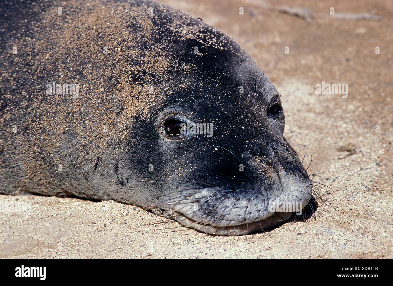 HAWAIIAN foca monaca monachus schauinslandi, ritratto di adulto, RECANTE SULLA SPIAGGIA Foto Stock