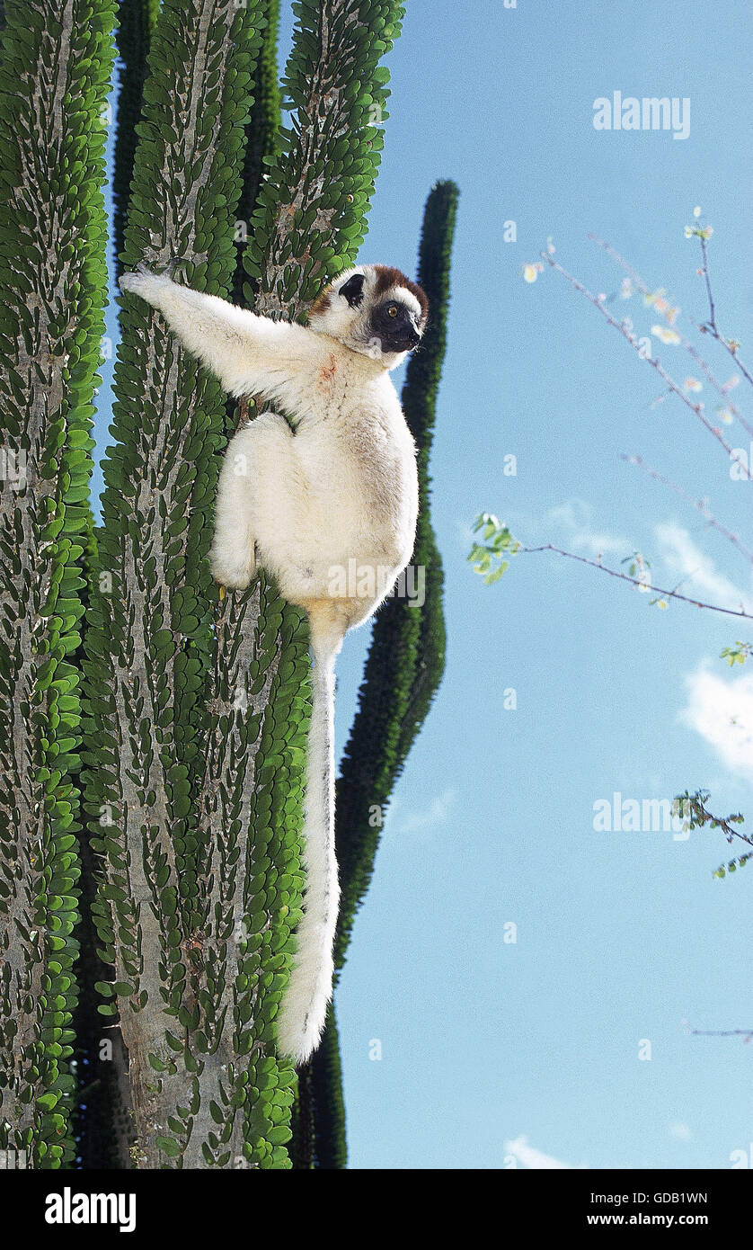 La VERREAUX SIFAKA Propithecus verreauxi, adulti sul MADAGASCAR OCOTILLO Alluaudia procera, riserva BERENTY IN MADAGASCAR Foto Stock