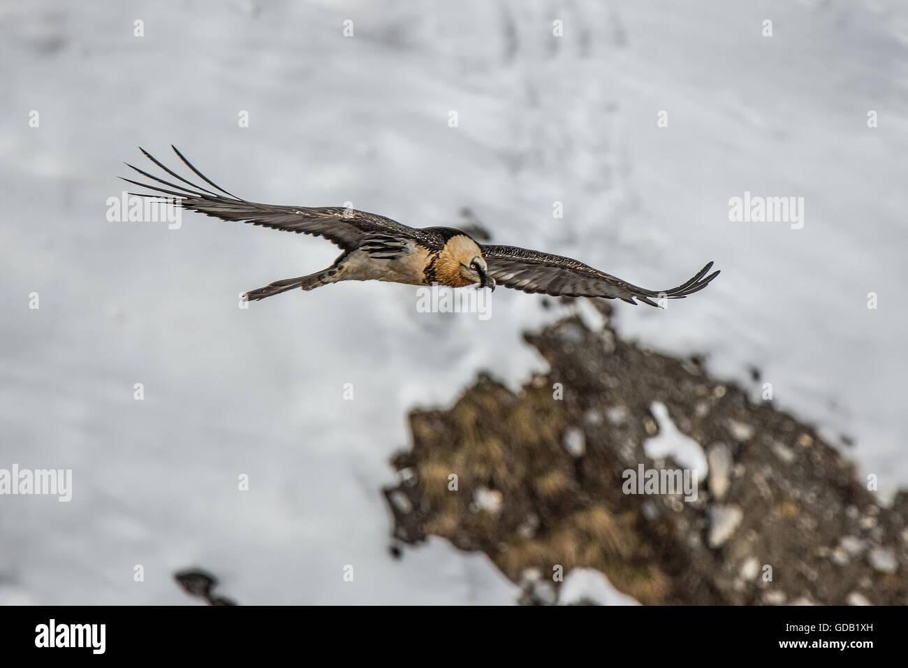 Gypaetus barbatus,gipeto,lammergeier,Vecchio Mondo vulture Foto Stock