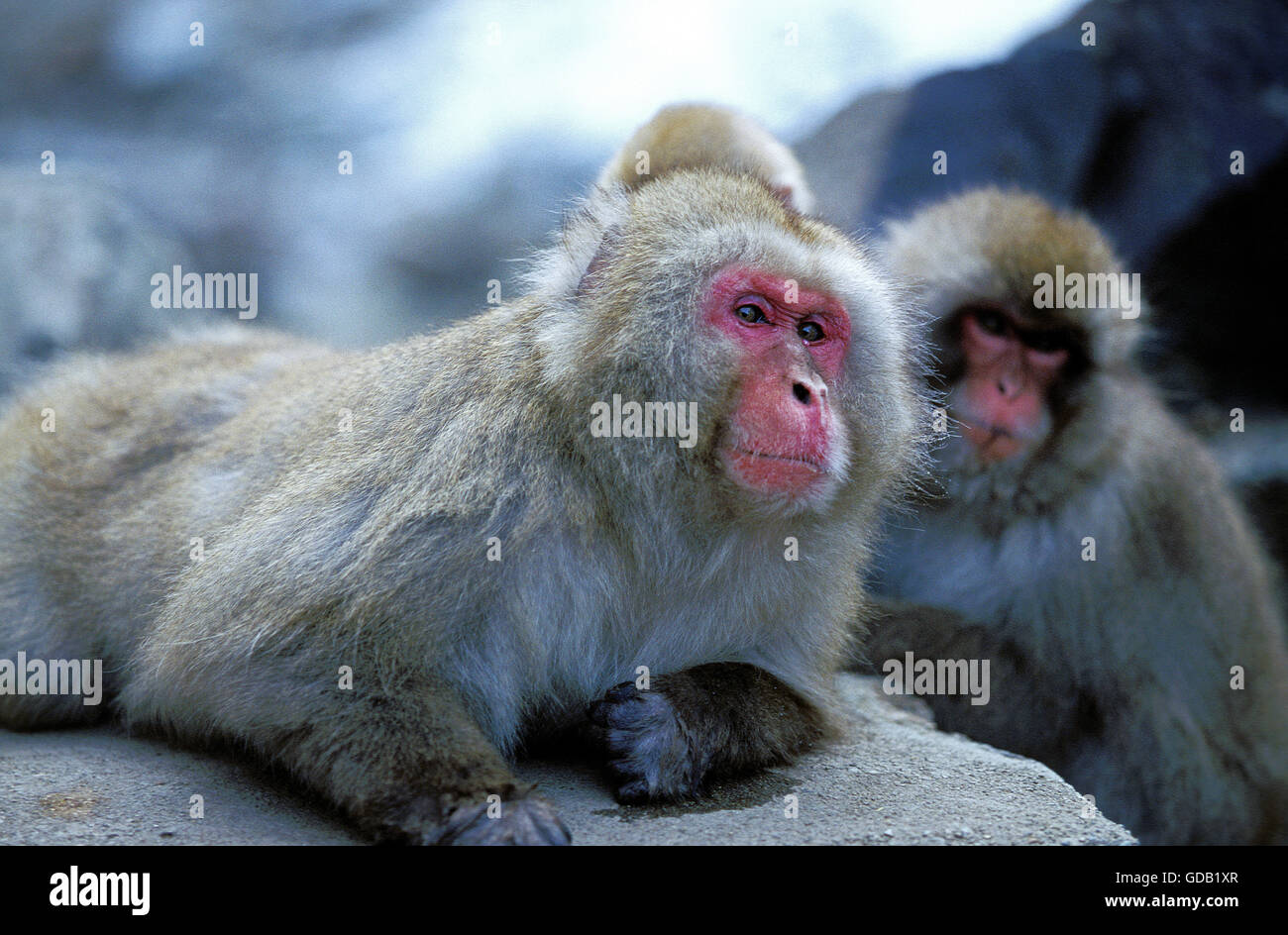 Macaque giapponese, Macaca fuscata, Isola Hokkaido in Giappone Foto Stock