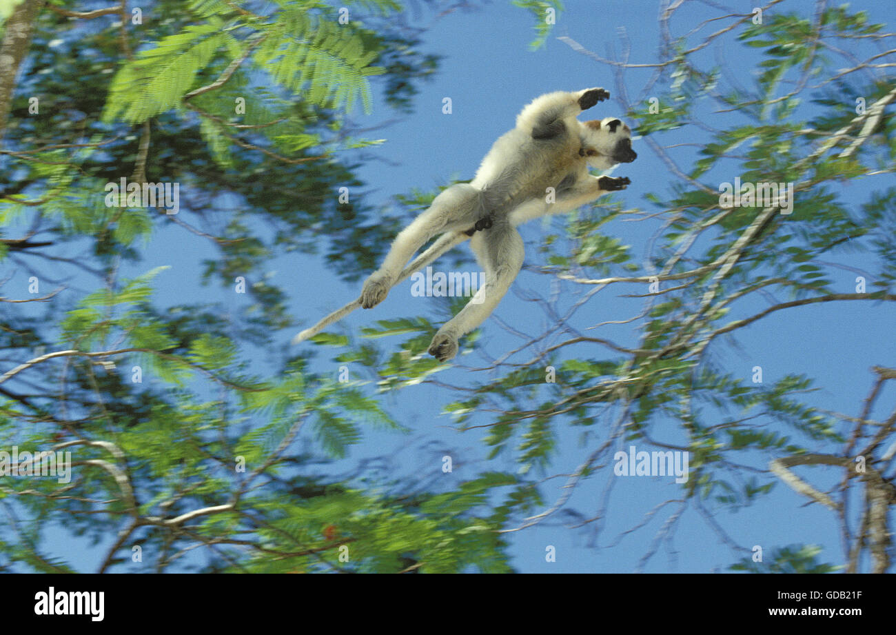 La Verreaux Sifaka, Propithecus verreauxi, maschio saltare ad un altro ramo, riserva Berent in Madagascar Foto Stock