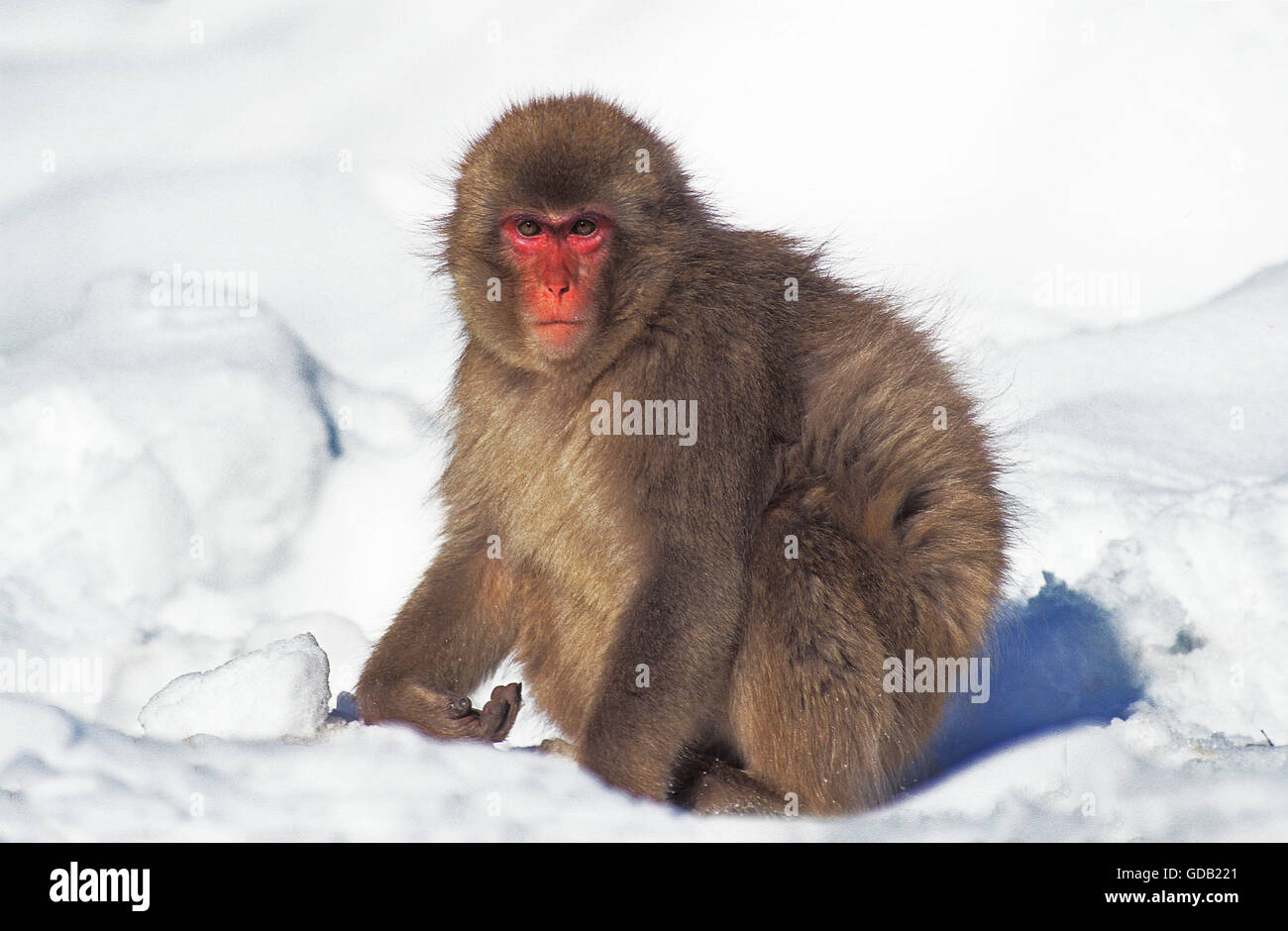 Giapponesi MACAQUE Macaca fuscata, adulti sulla neve, Isola Hokkaido in Giappone Foto Stock