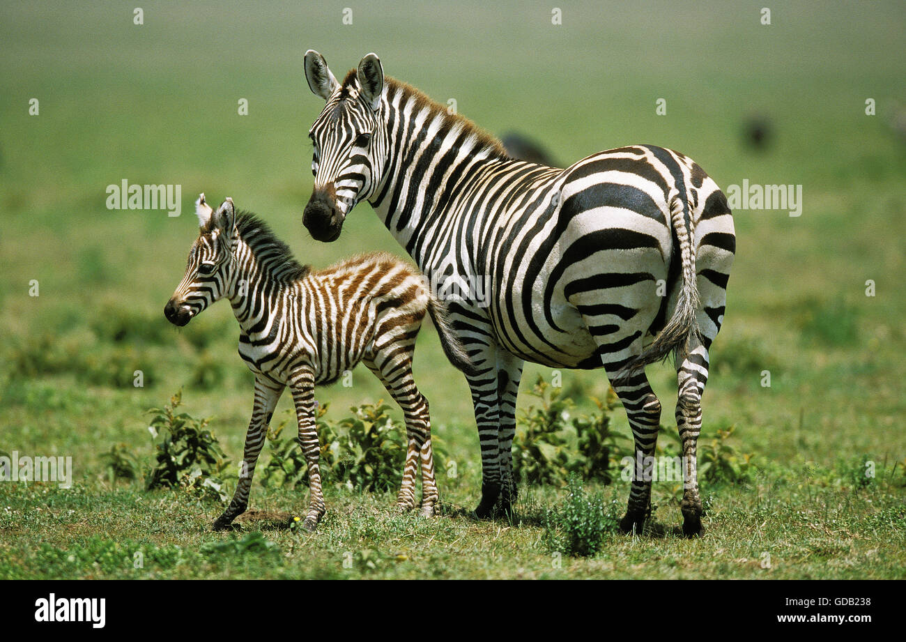 La BURCHELL ZEBRA Equus burchelli, femmina con puledro, KENYA Foto Stock