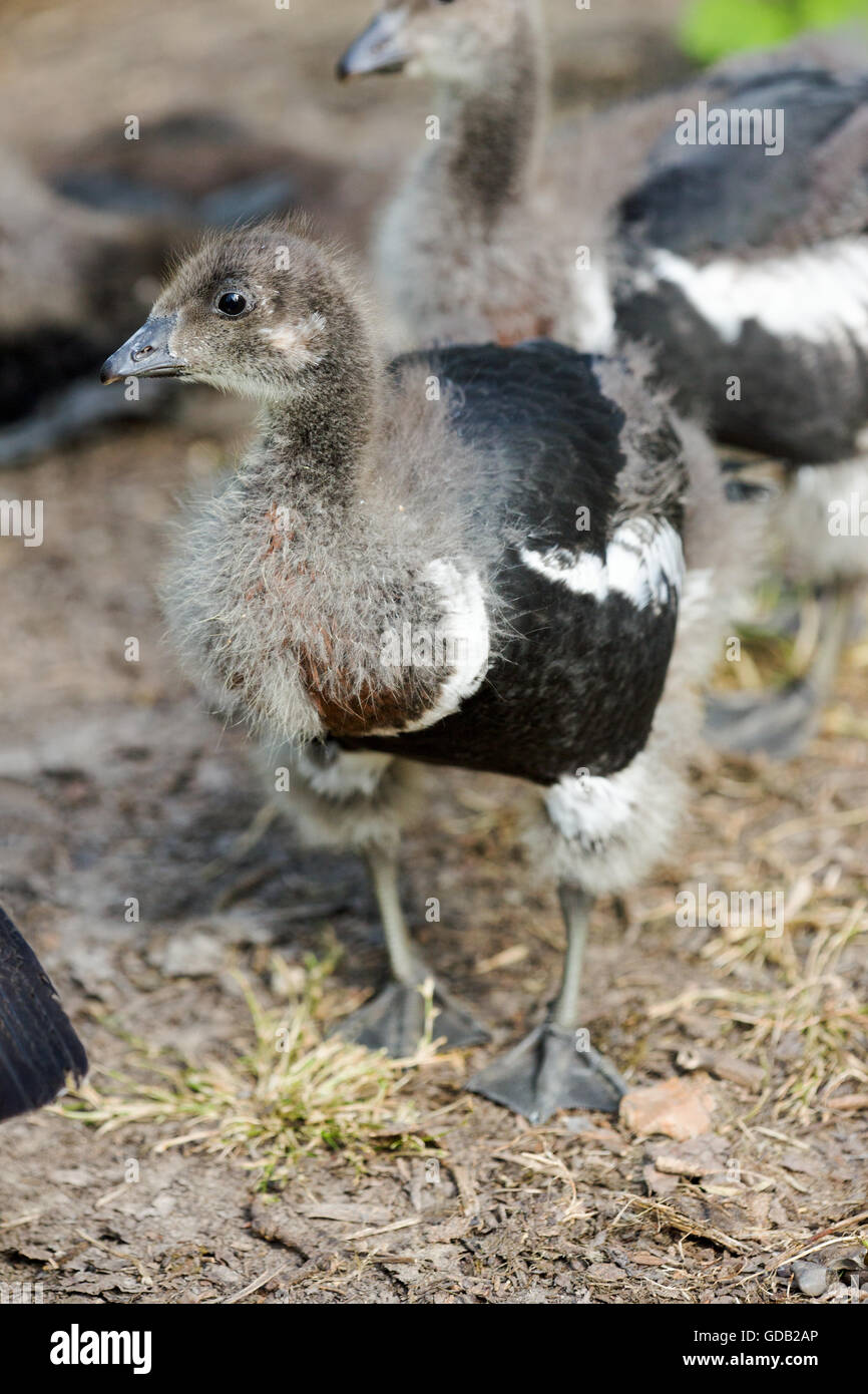 Red-breasted Goose (Branta ruficollis). Gosling o i giovani di età compresa tra i trenta giorni di età. Essere genitore allevati in privato gli uccelli acquatici ornamentali Foto Stock