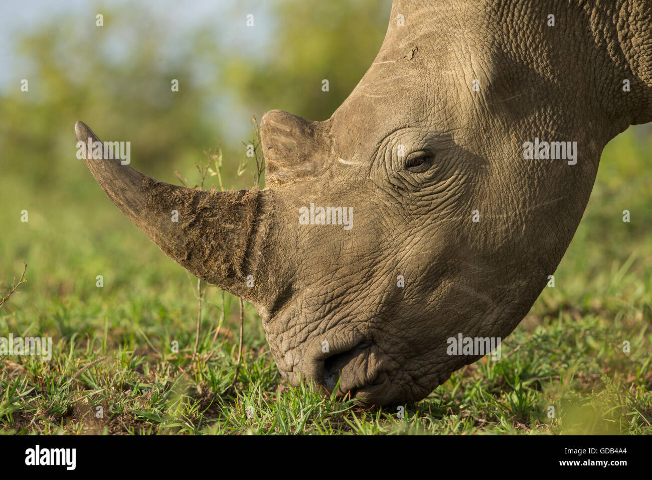 Un rinoceronte bianco in Hluhwluwe-Imfolozi Game Reserve, Sud Africa. Foto Stock