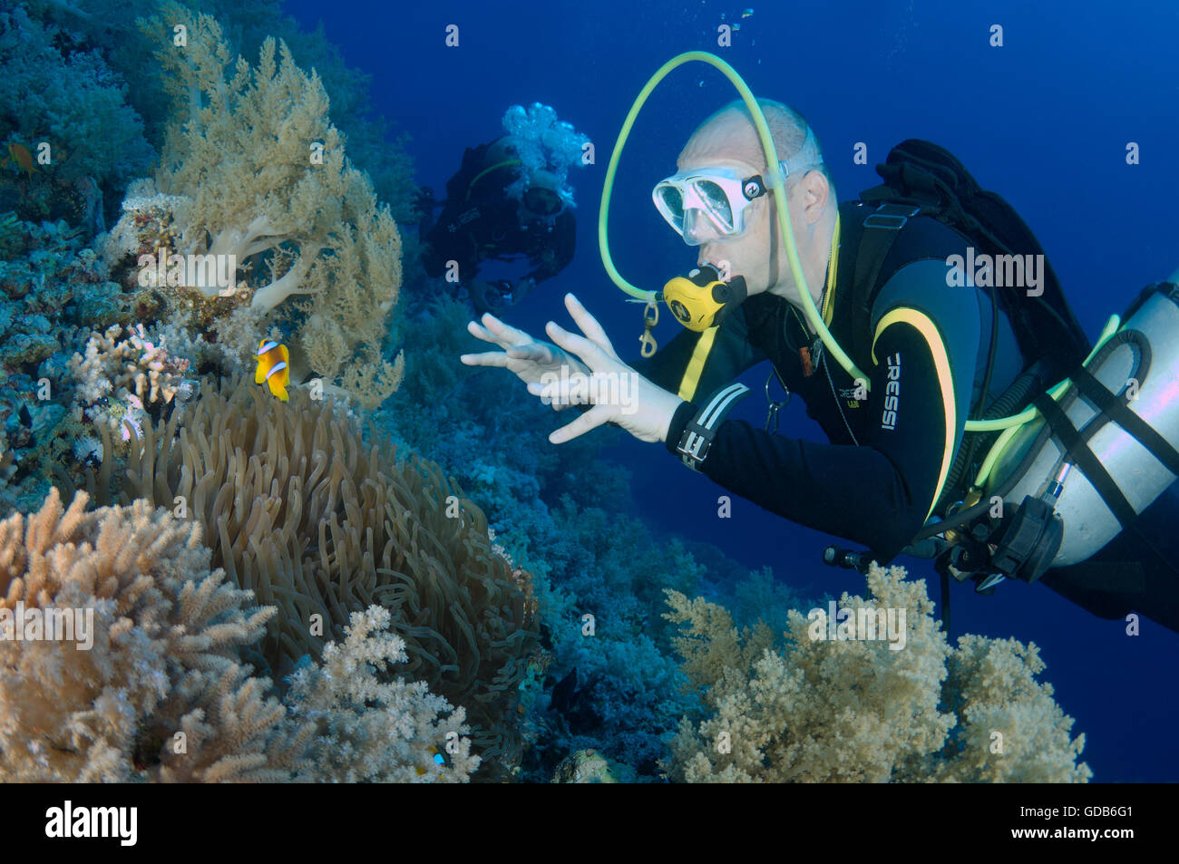 Voce maschile subacqueo con un due-nastrare clownfish (Amphiprion bicinctus), Mar Rosso, Egitto, Africa Foto Stock