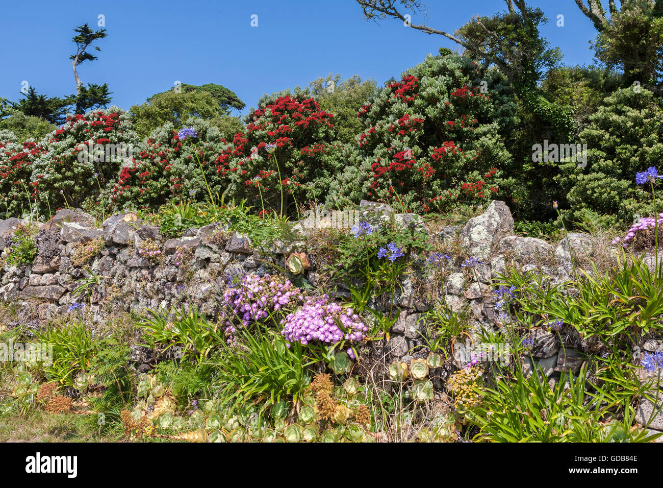 Tresco Abbey Gardens da Carn vicino Road, Tresco, isole Scilly, REGNO UNITO Foto Stock