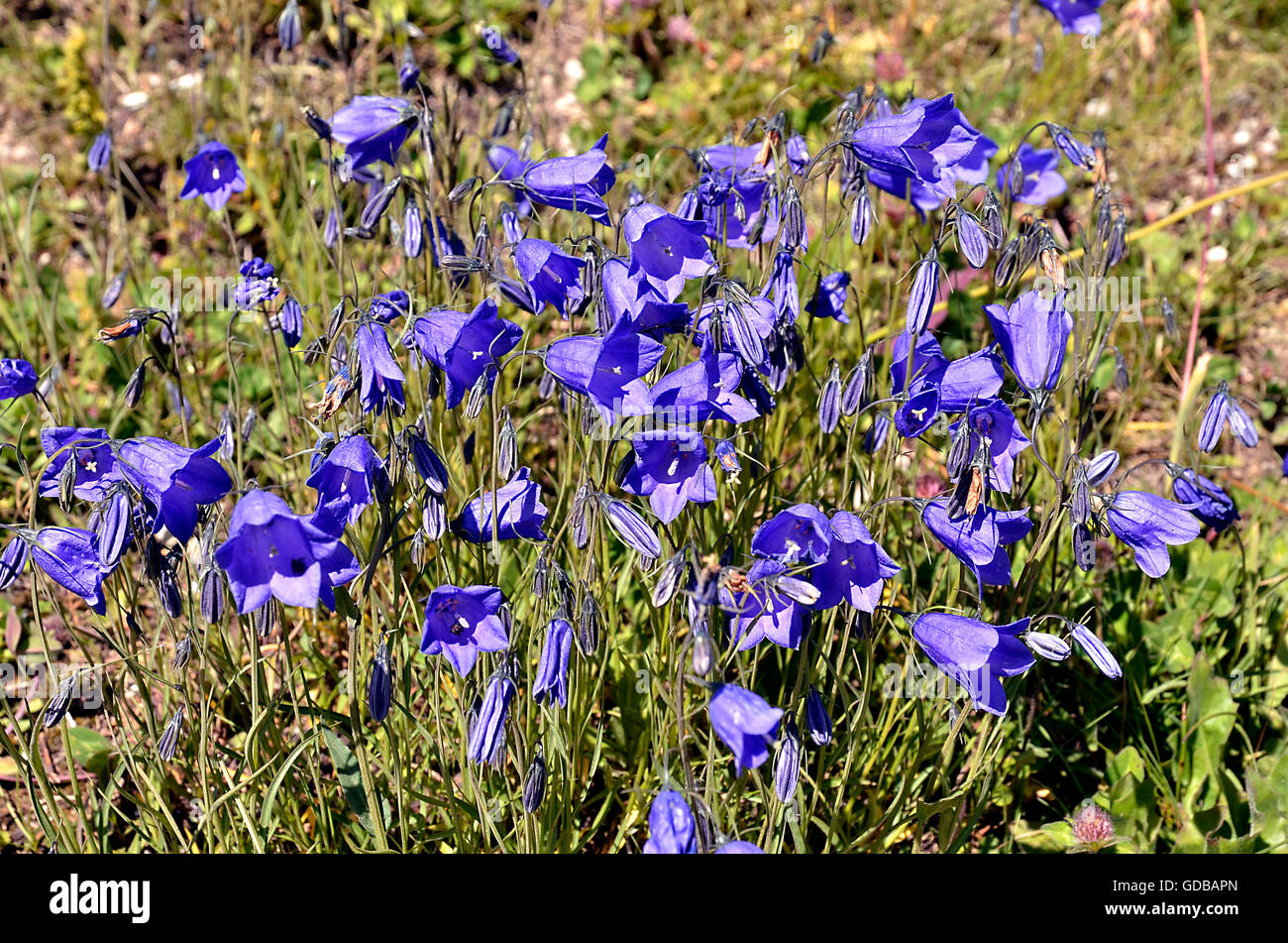 Campanulas (Campanula cochleariifolia anche Campanula cochlearifolia) nelle Alpi francesi a La Plagne Foto Stock