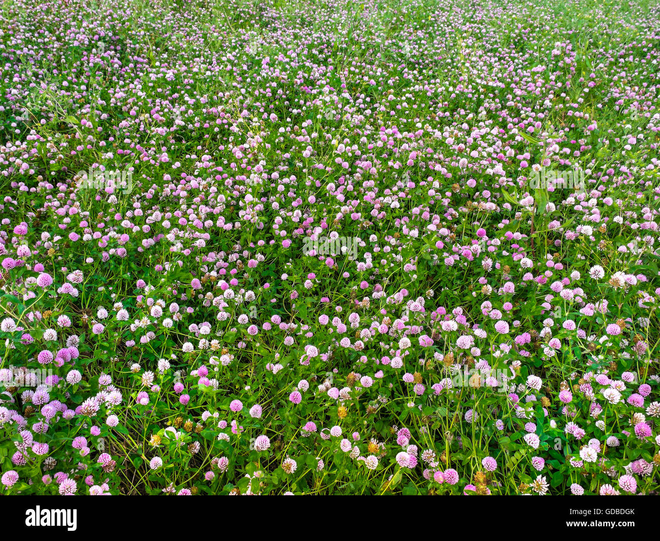 Campo di fioritura erba medica / Lucerna / Medicago sativa - Francia. Foto Stock