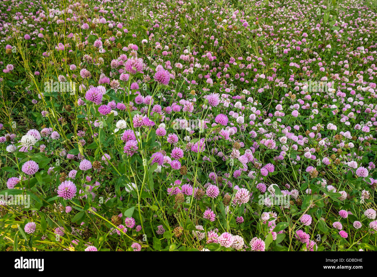 Campo di fioritura erba medica / Lucerna / Medicago sativa - Francia. Foto Stock