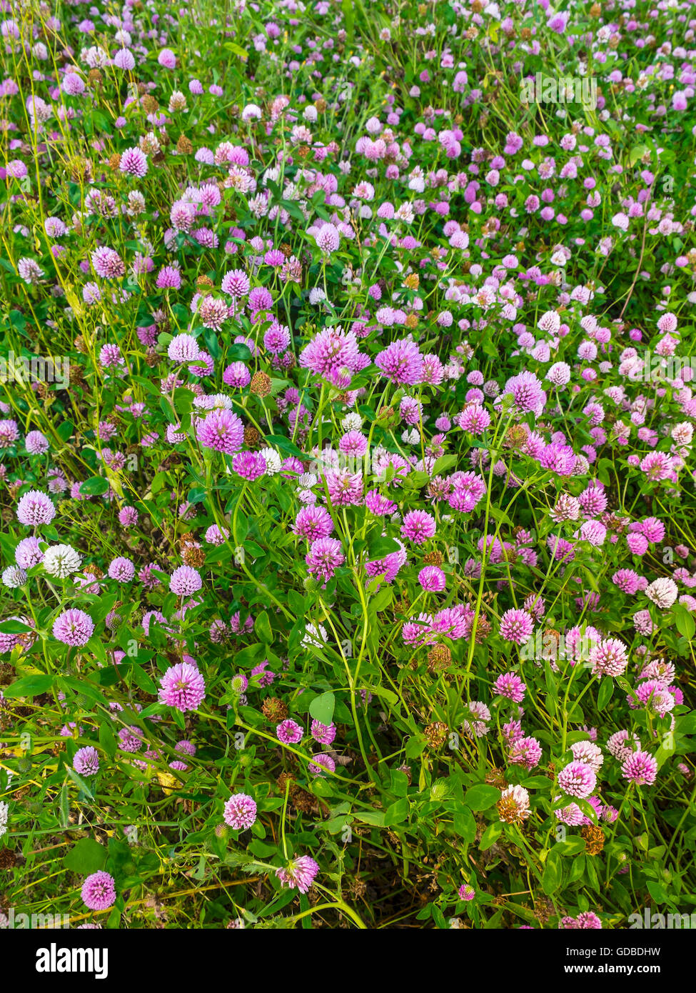 Campo di fioritura erba medica / Lucerna / Medicago sativa - Francia. Foto Stock