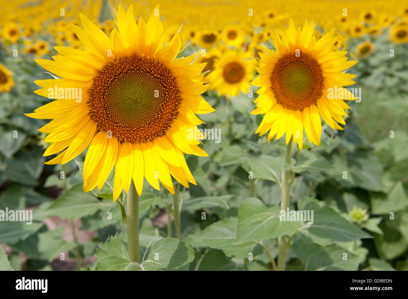 Un campo vibrante di girasoli in piena fioritura, con due grandi girasoli prominenti in primo piano, che mostrano i loro petali e dettagli gialli luminosi Foto Stock