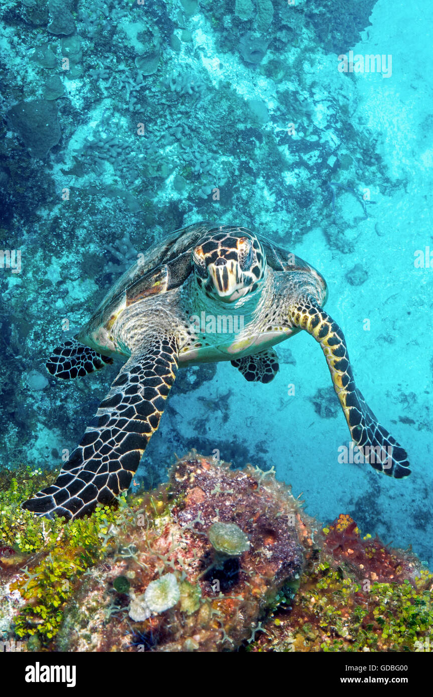 Una tartaruga embricata salite il reef Foto Stock