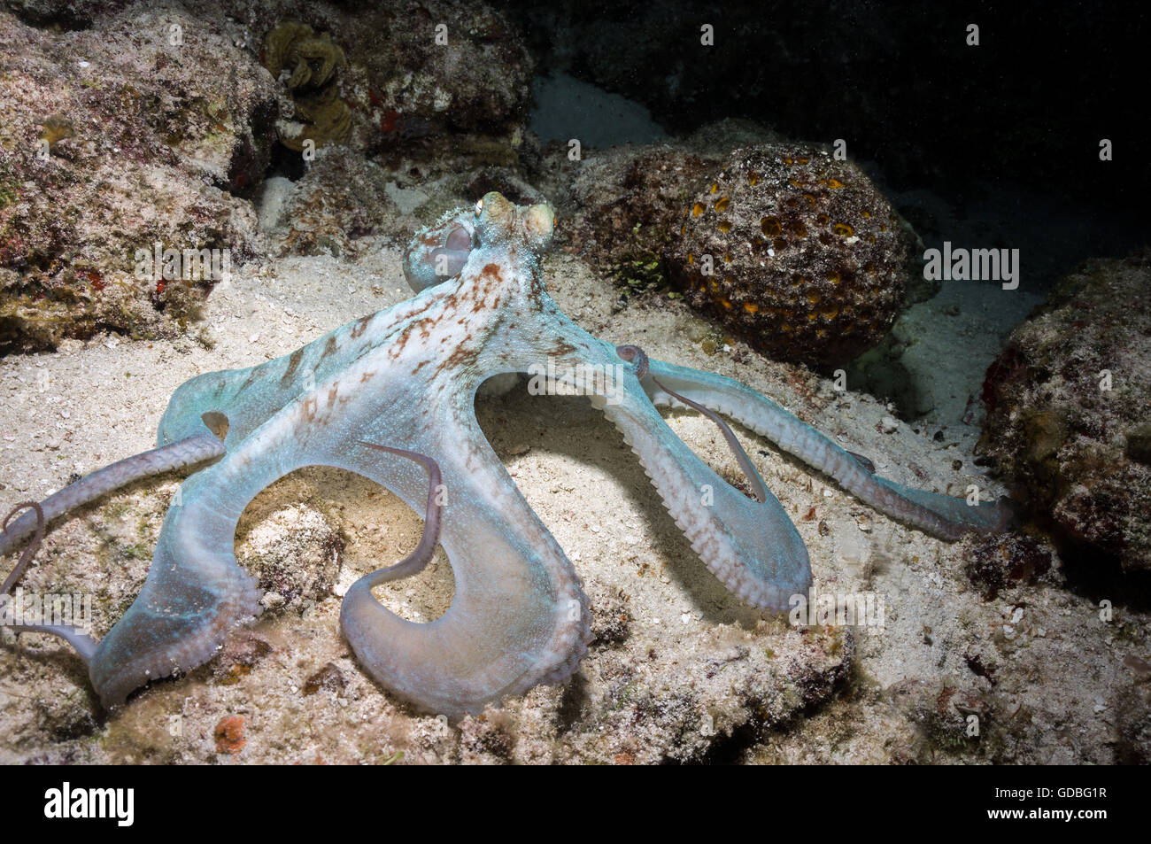 Caraibi Reef Octopus Foto Stock