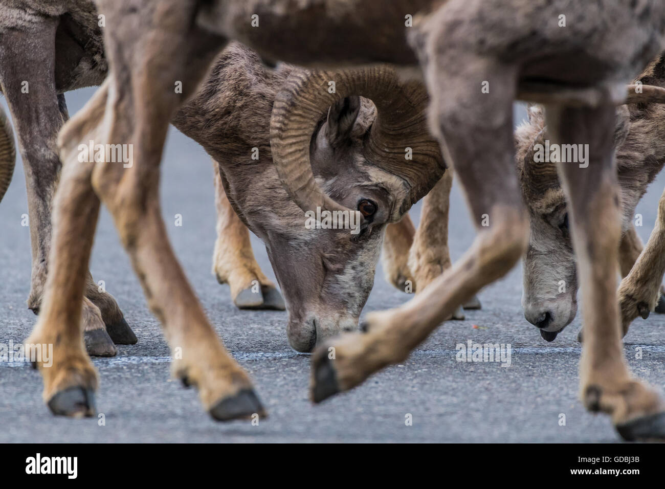 Incorniciato Big Horn testa di pecora attraverso le gambe di un altro bighorn Foto Stock
