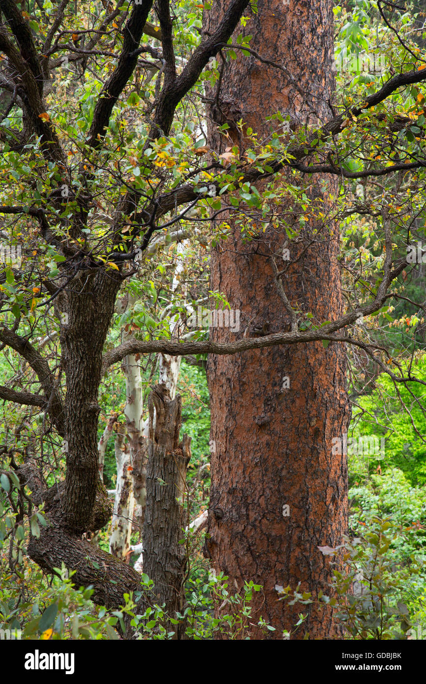 Oak-pineta in Oak Creek Canyon, Coconino National Forest, Arizona Foto Stock