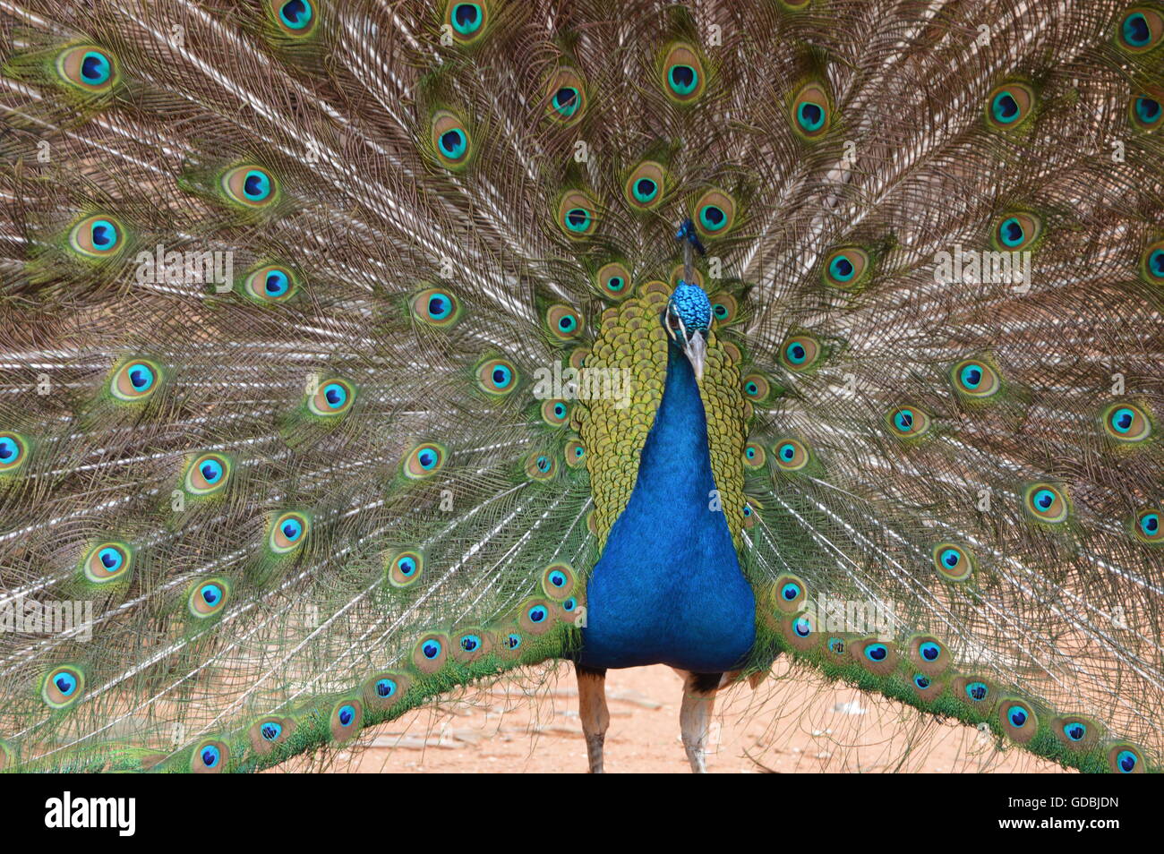 Peacock visualizzazione di piume Foto Stock