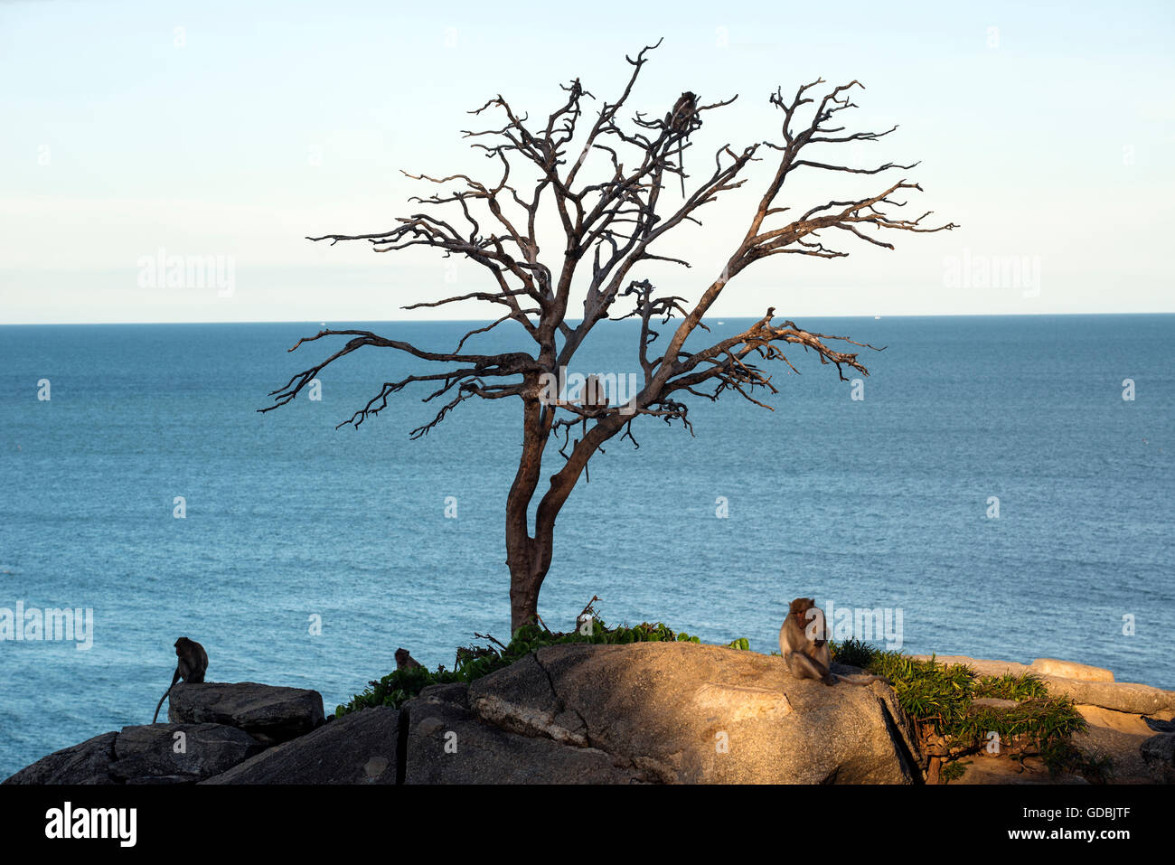 Le scimmie a Khao Takiab mountain, Hua Hin, Thailandia. Foto Stock