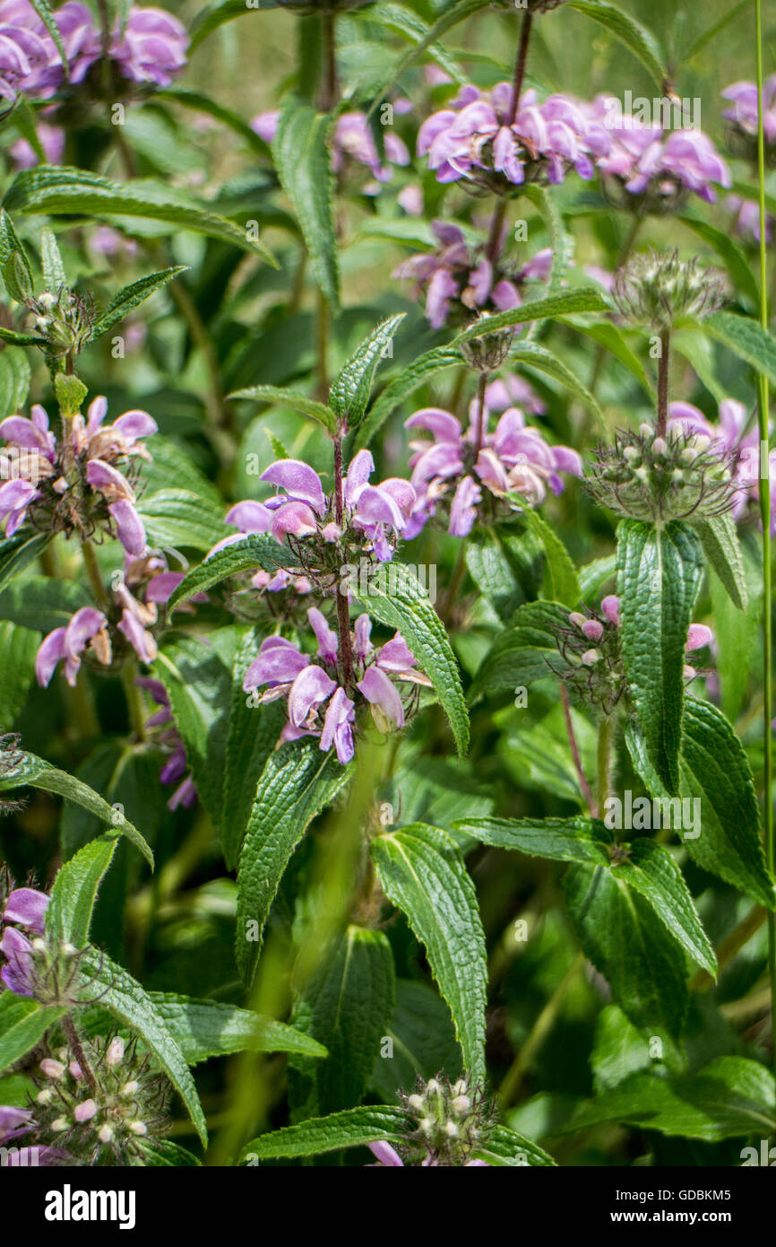 Lamium purpureum Foto Stock