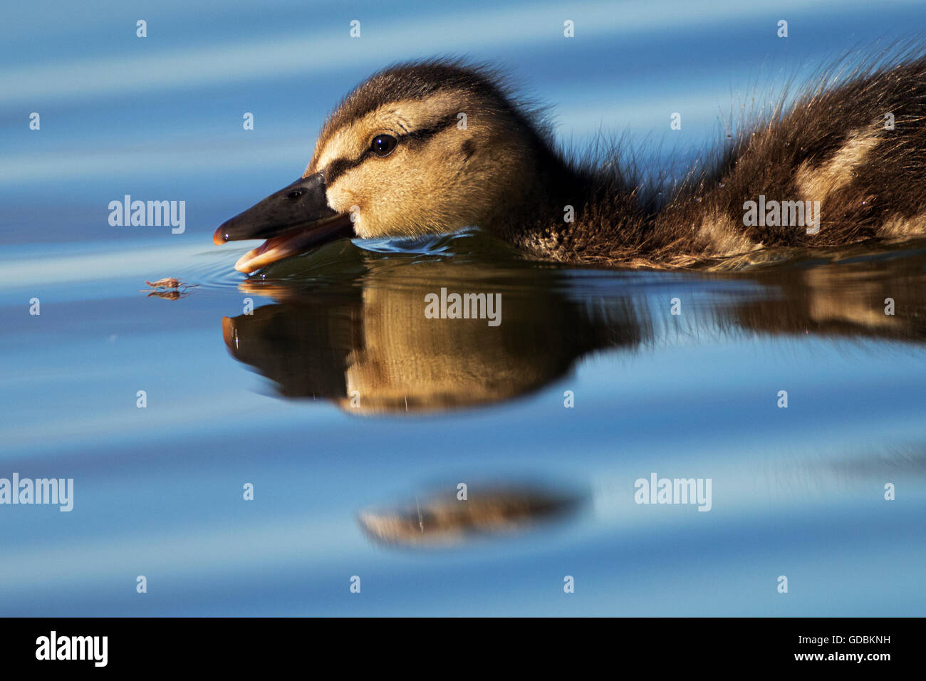 Zanzara e il germano reale pulcino su una superficie sereno Foto Stock