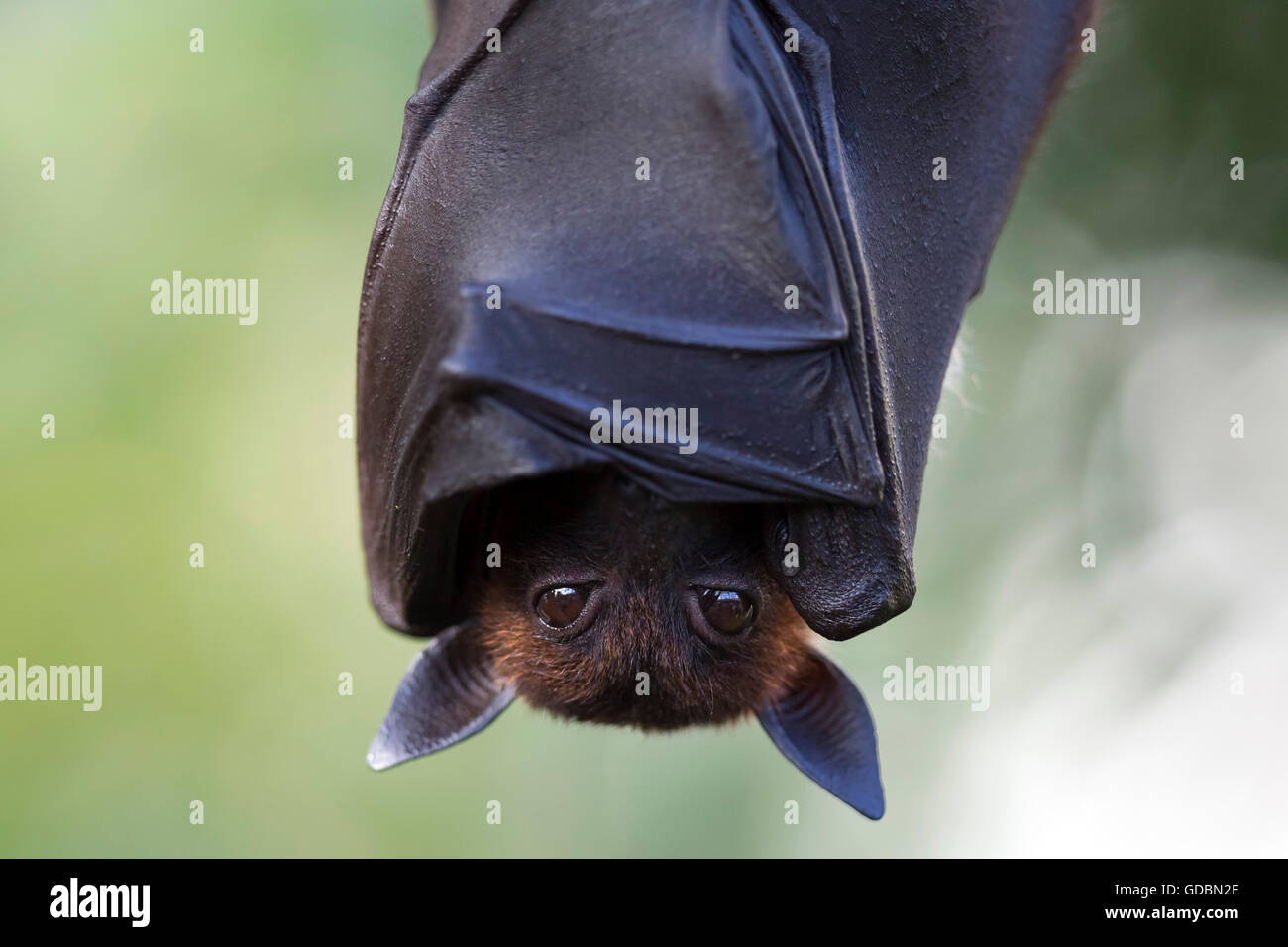 Indian Flying Fox, (Pteropus giganteus), captive Foto Stock