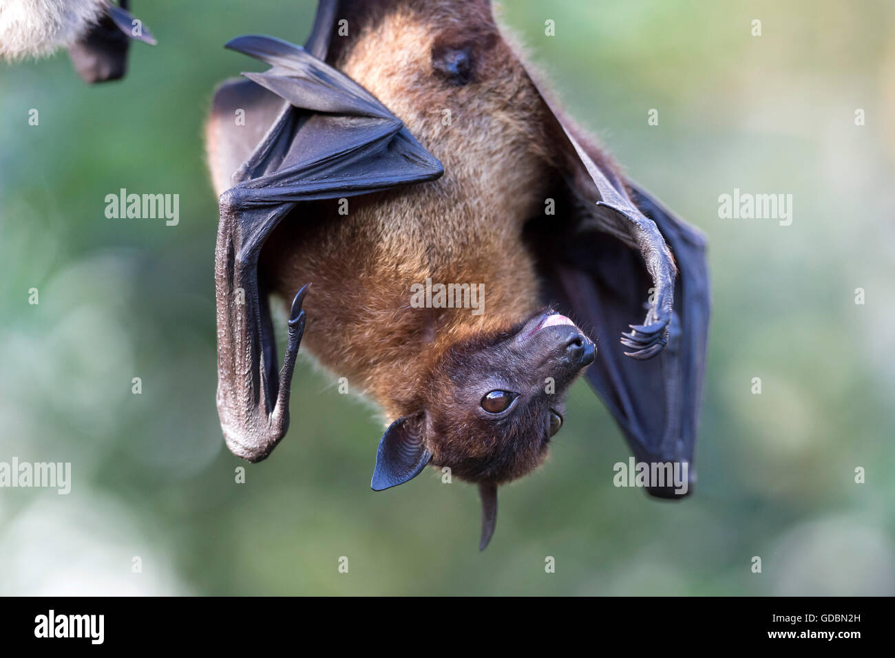 Indian Flying Fox, (Pteropus giganteus), captive Foto Stock