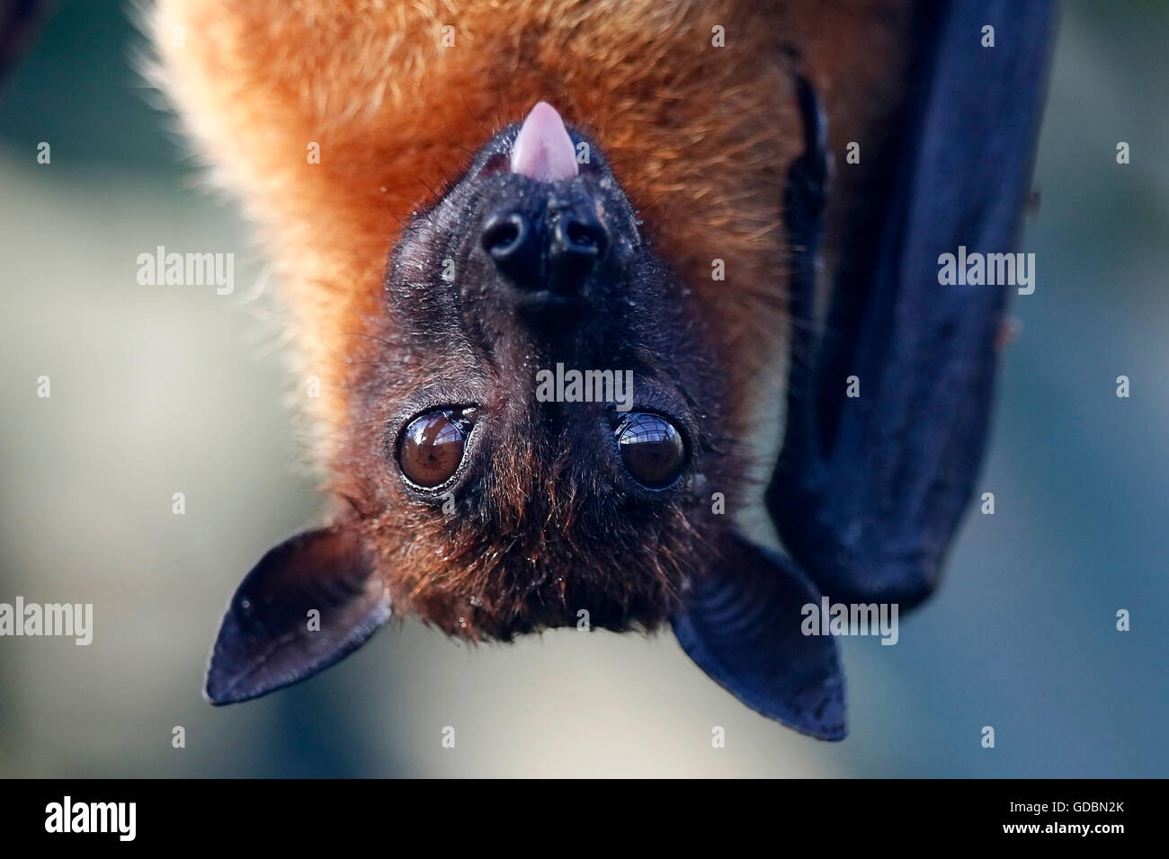 Indian Flying Fox, (Pteropus giganteus), captive Foto Stock