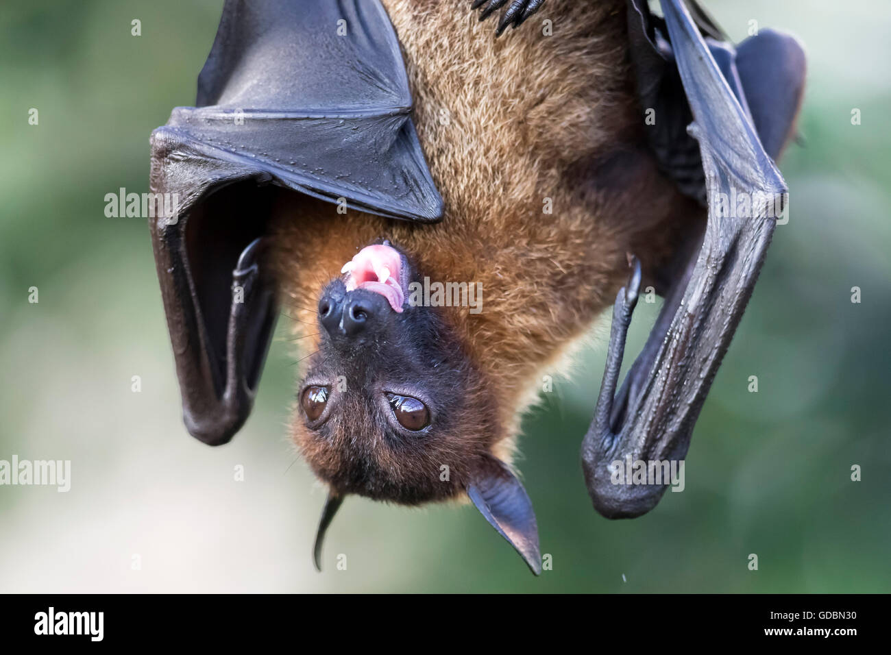 Indian Flying Fox, (Pteropus giganteus), captive Foto Stock