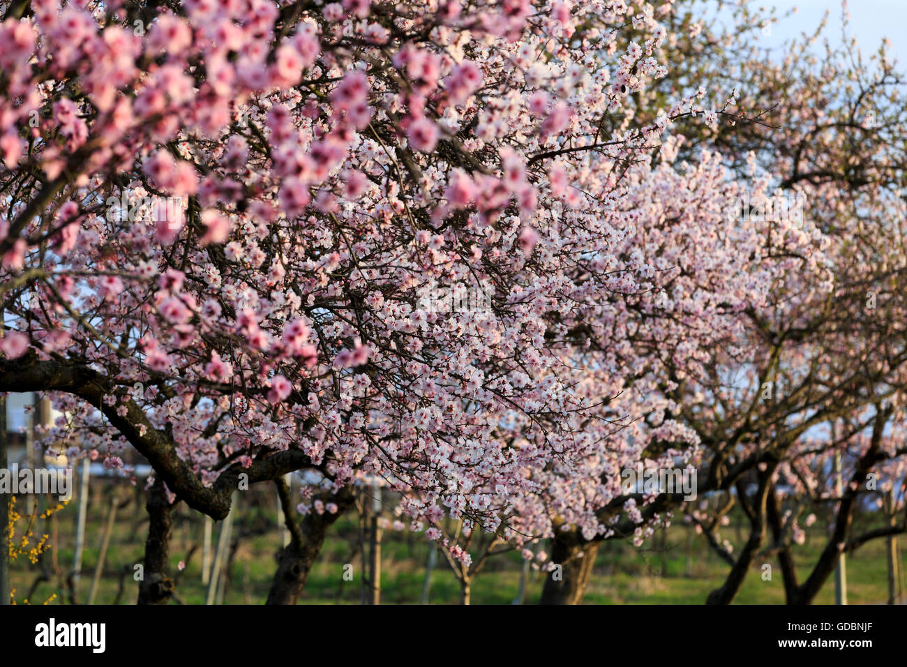 Almond Tree (Prunus dulcis), fioritura, Germania Renania-Palatinato, Gimmeldingen, marzo 2015, winestreet meridionale Foto Stock