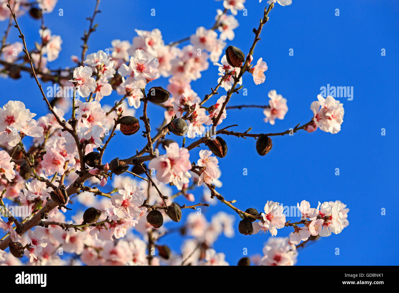 Almond Tree (Prunus dulcis), fioritura, Germania Renania-Palatinato, Gimmeldingen, marzo 2015, winestreet meridionale Foto Stock