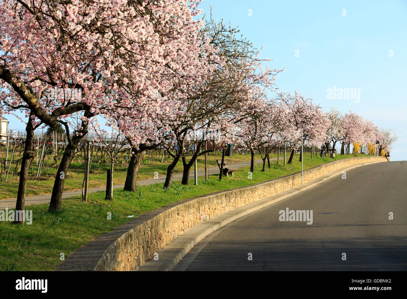 Almond Tree (Prunus dulcis), fioritura, Germania Renania-Palatinato, Gimmeldingen, marzo 2015, winestreet meridionale Foto Stock