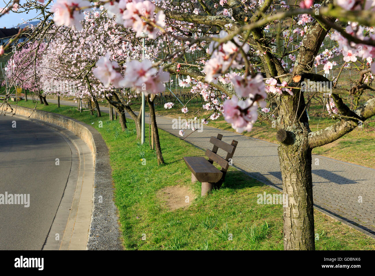 Almond Tree (Prunus dulcis), fioritura, Germania Renania-Palatinato, Gimmeldingen, marzo 2015, winestreet meridionale Foto Stock