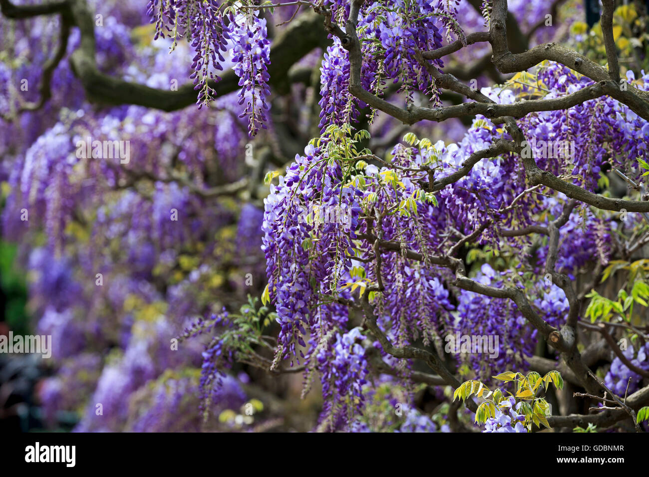 Baden-Wuerttemberg, Weinheim, Hermannshof, (Wisteria sinensis), Wisterie, Wistarie, Glyzinie, Germania Foto Stock