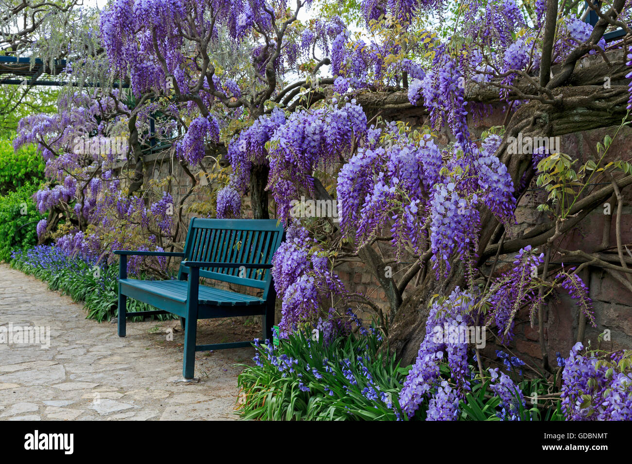 Baden-Wuerttemberg, Weinheim, Hermannshof, (Wisteria sinensis), Wisterie, Wistarie, Glyzinie, Germania Foto Stock