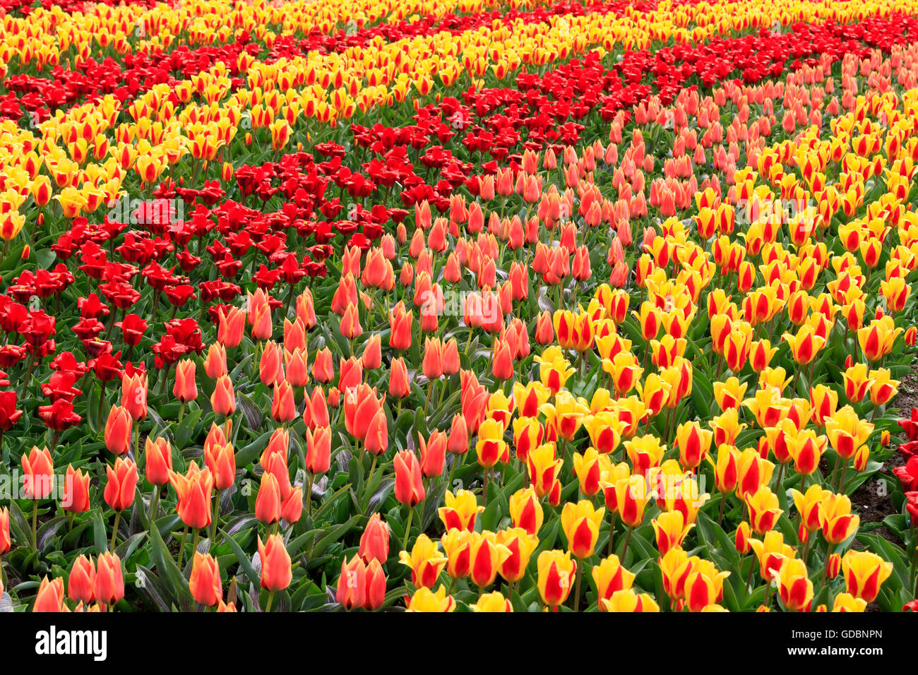 Holland Niederlande Lisse, Keukenhof, Bluehende Tulpen Foto Stock