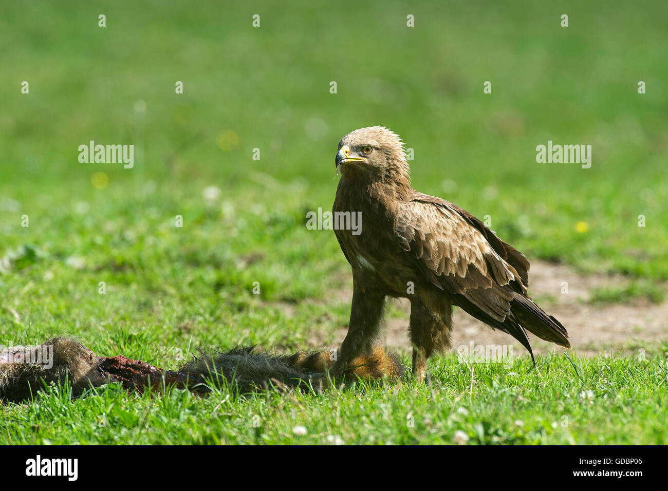 Lesser spotted Eagle, mangiare dal dead racoon, Naturpark Feldberger Seenlandschaft, Brandeburgo, Germania / (Aquila pomarina) Foto Stock