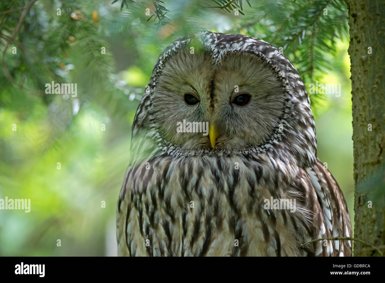 Ural allocco (Strix uralensis), captive, Germania Foto Stock